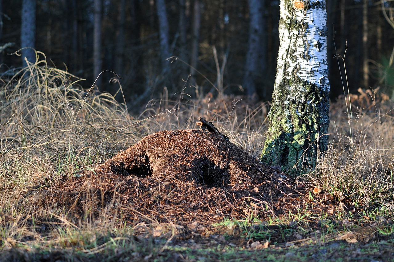 Ameisenhaufen als Symbol für Kreativität und Innovation Traumdeutung