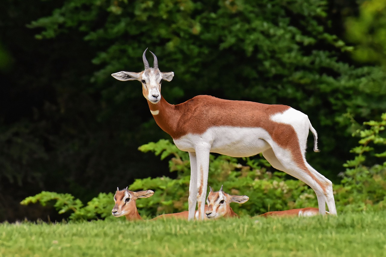 Eine Gazelle in Gefahr sehen Traumdeutung